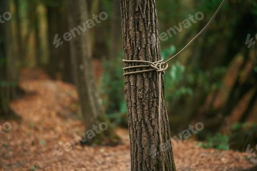 Preview: Close up view of tree with climbing rope around it, conception of sport