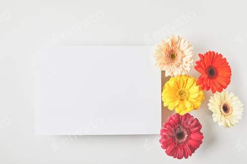 Preview: top view of blank card and beautiful tender gerbera flowers on grey