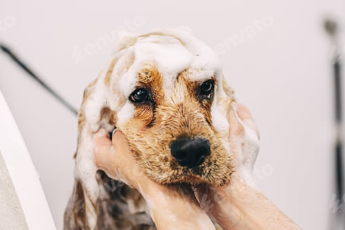 Preview: The dog is delighted. Caring for family friends.