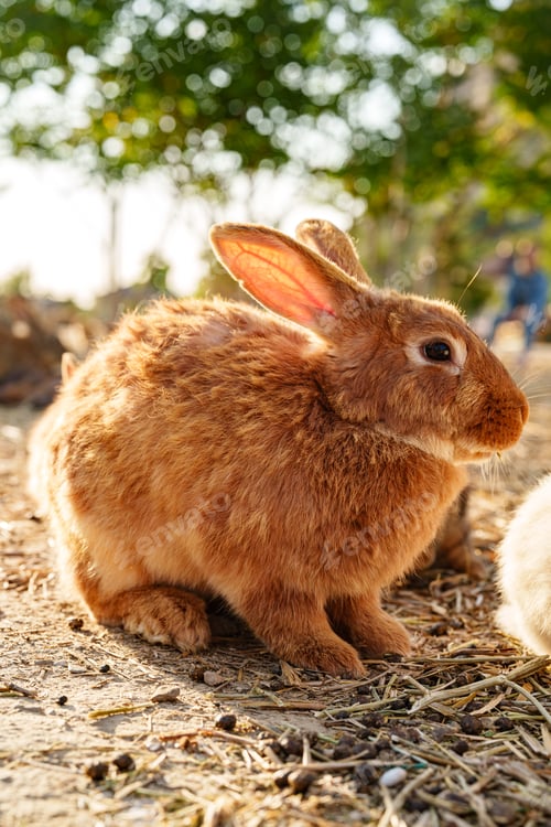 Preview: A brown rabbit sitting calmly on a sunny day at a farm