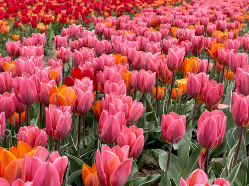 Preview: Tulips