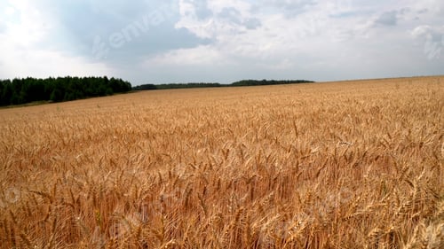 Preview: Field of wheat, environmental background. Media. Concept of agriculture, golden field.