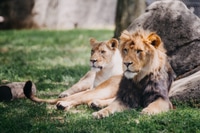Preview: View of lions at a zoo laying in grass
