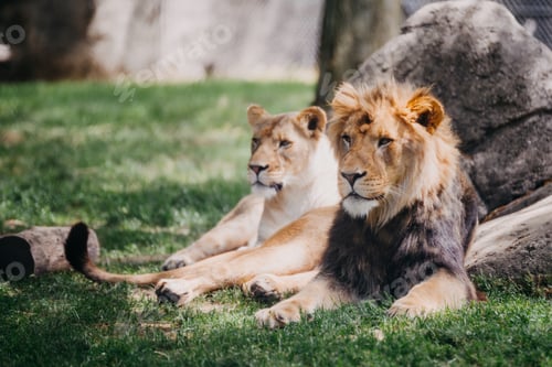 Preview: View of lions at a zoo laying in grass