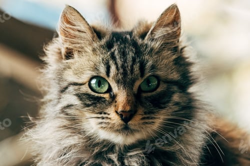 Vorschau: Porträt einer pelzigen weiblichen Hauskatze gemischter Rassen mit grünen Augen, die Ragamuffin ähnelt