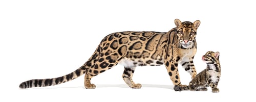 Preview: Mother Clouded leopard and her cub, Neofelis nebulosa, isolated on white