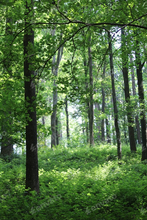 Preview: Tall trees in the forest - perfect for background