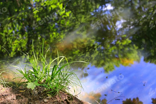 Preview: Bright green grass close-up against of the water