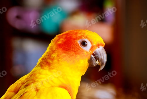 Preview: Cute sun conure eating and looking at the camera.