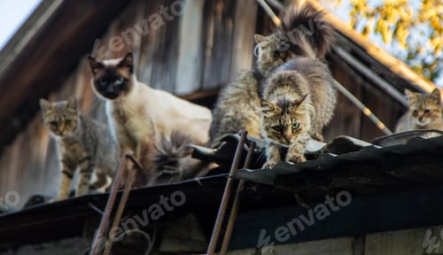 Preview: Homeless cats on the roof. Selective focus.