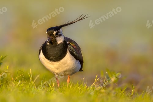 Preview: Northern lapwing in grassland habitat with warm yellow colors