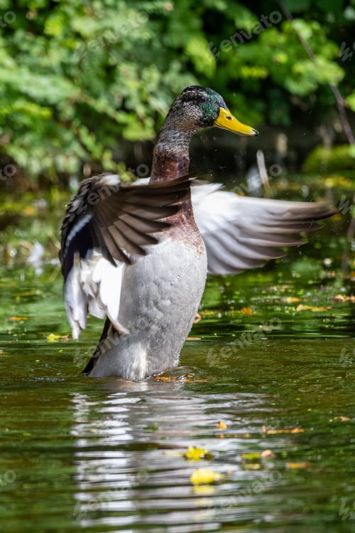 Preview: Mallard duck flapping its wings in a pond.