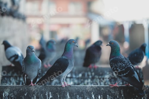Preview: Pigeons sit on the edge of the water fountain