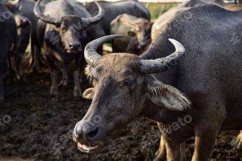 Preview: close up image of Water Buffalo