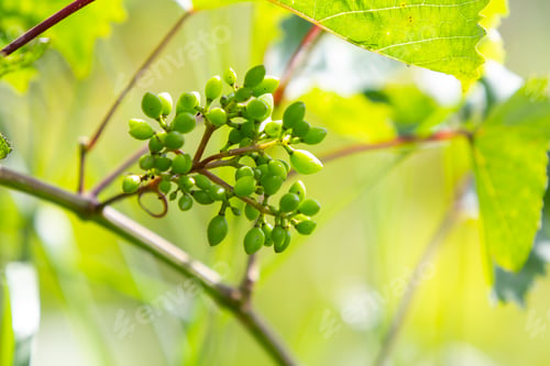 Preview: Green grapes ripening on a wine branch in spring