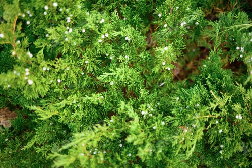 Preview: green coniferous tree with cones. great background for design