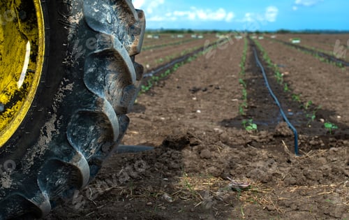 Preview: Tractor tire seedlings in rows on the agriculture land. Planting