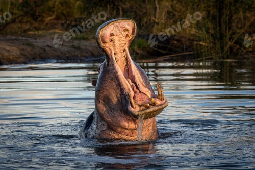 Preview: A hippo, Hippopotamus amphibius, yawns