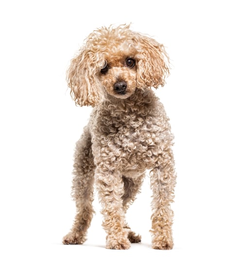 Preview: Standing Poodle beige, isolated on white