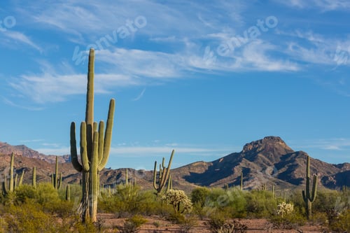 Preview: Saguaro