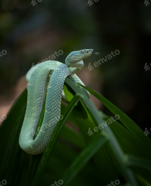Preview: A Snake in Costa Rica