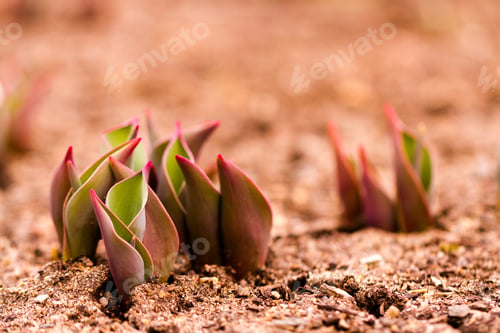 Preview: Tulips
