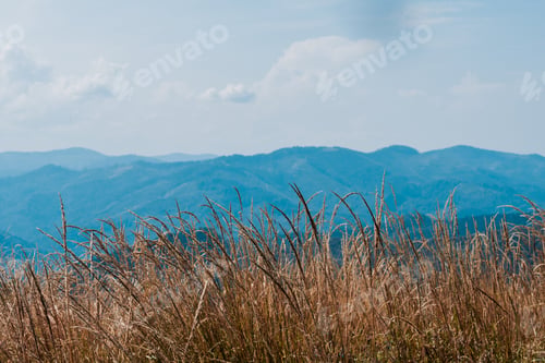 Preview: golden barley field near scenic mountains against sky
