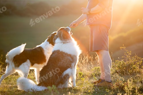 Preview: Obedience training outdoor in sunset. Man giving treat to his dogs.
