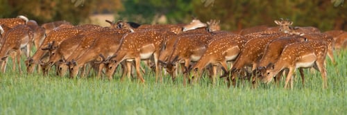 Preview: Group of fallow deer grazing on glade in spring nature