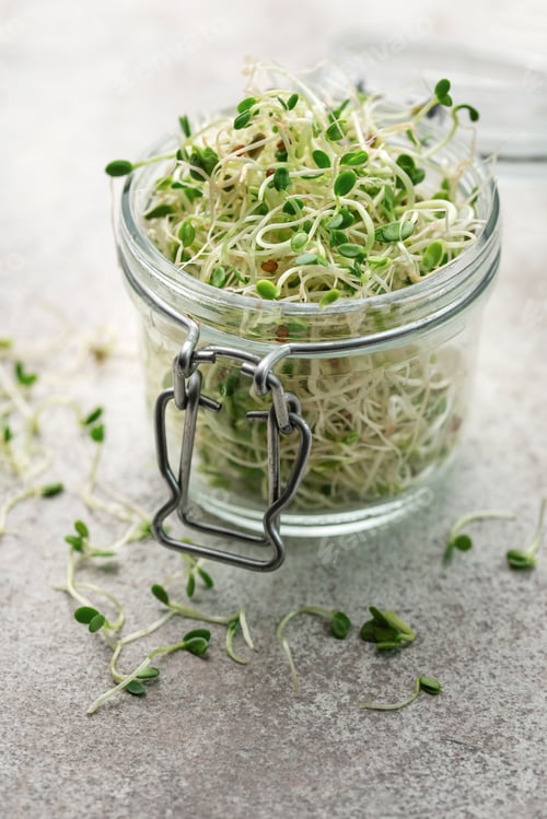 Preview: Microgreens grown in a jar.