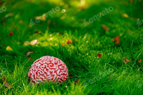 Preview: human brain on green grass in a garden
