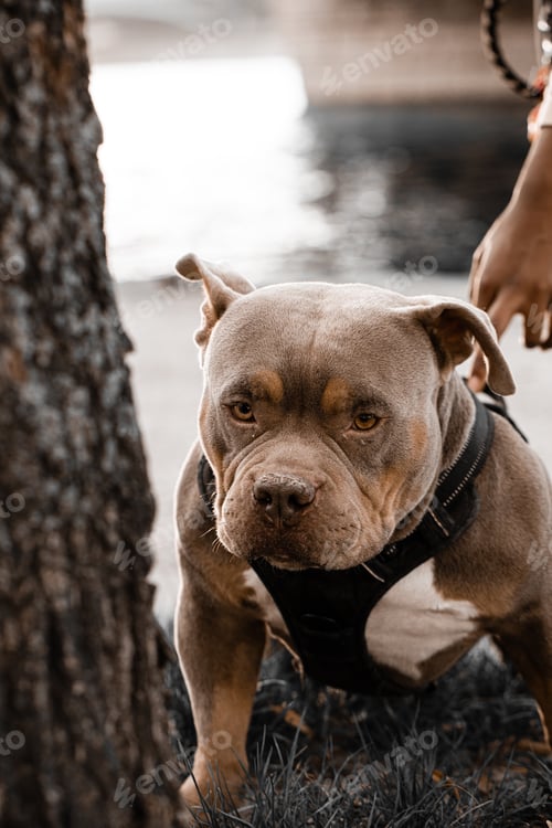 Preview: Portrait of an unusual pit bull