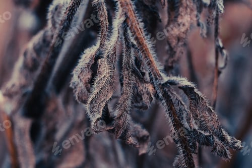 Preview: Background from autumn leaves. First frosts. Dry leaves in hoarfrost in the early morning.