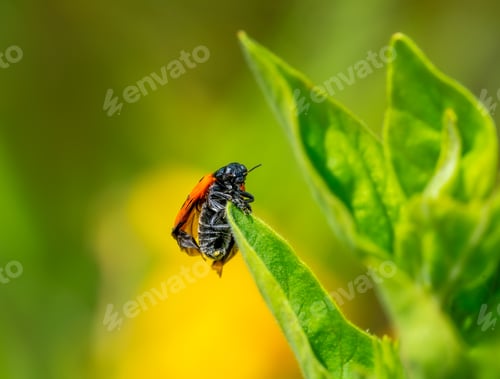 Preview: Ladybug crawling on a green leaf