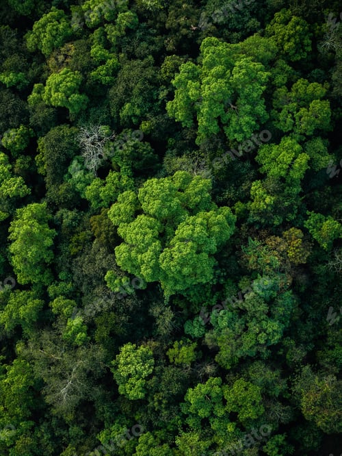 Preview: Aerial view of green forest in summer. Nature and environment.