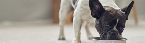 Preview: Header Image of French Bulldog Eating from Bowl Indoors on Carpeted Floor