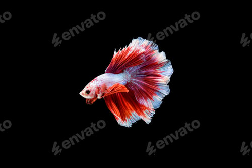 Preview: Siamese fighting fish Betta splendens on black background