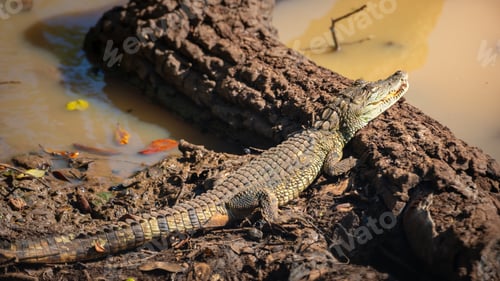 Preview: Young mugger crocodile resting on a muddy water edge at Yala National Park.
