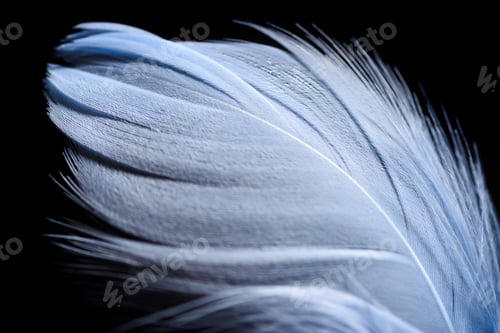 Preview: close up of lightweight and soft textured feather isolated on black