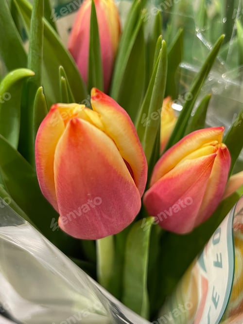 Preview: Colorful Tulips and Green Leaves in Close Up