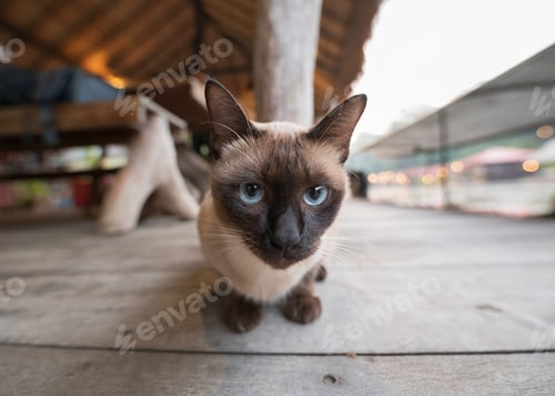 Preview: Korat domestic gray cat with blue eyes sitting on raft