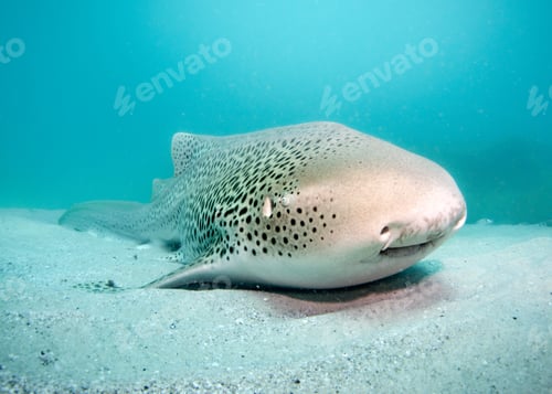 Preview: Closeup shot of a zebra shark (Stegostoma tigrinum) under the water