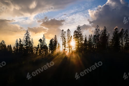 Preview: Dark green pine trees in moody spruce forest with sunrise light rays shining through branches in