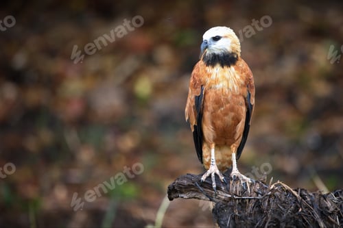 Preview: Vertical shot of a Black-collared hawk perched on wood in Pantanal, Brazil