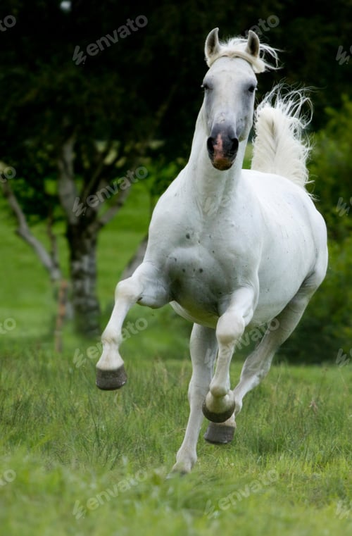 Preview: arabian, horse, mare, stallion, riding