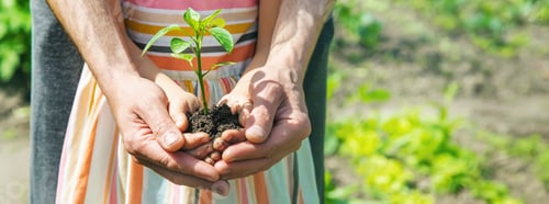 Preview: A child with his father plant a nursery garden. Selective focus.