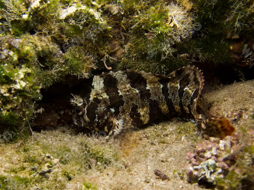 Preview: Tompot blenny from Cyprus