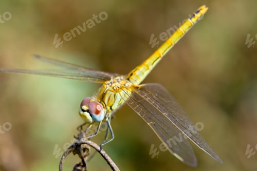 Preview: Dragonfly ( sympetrum sp )