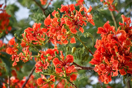 Preview: Beautiful red flower in a garden.