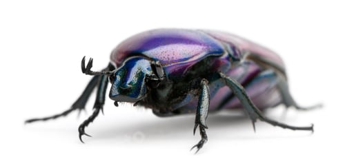 Preview: Beetle, Chlorocala Africana Oertzeni, in front of white background